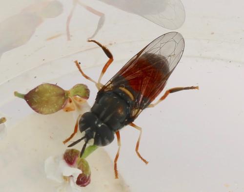 Réf. 321 323 : Paragus bicolor
